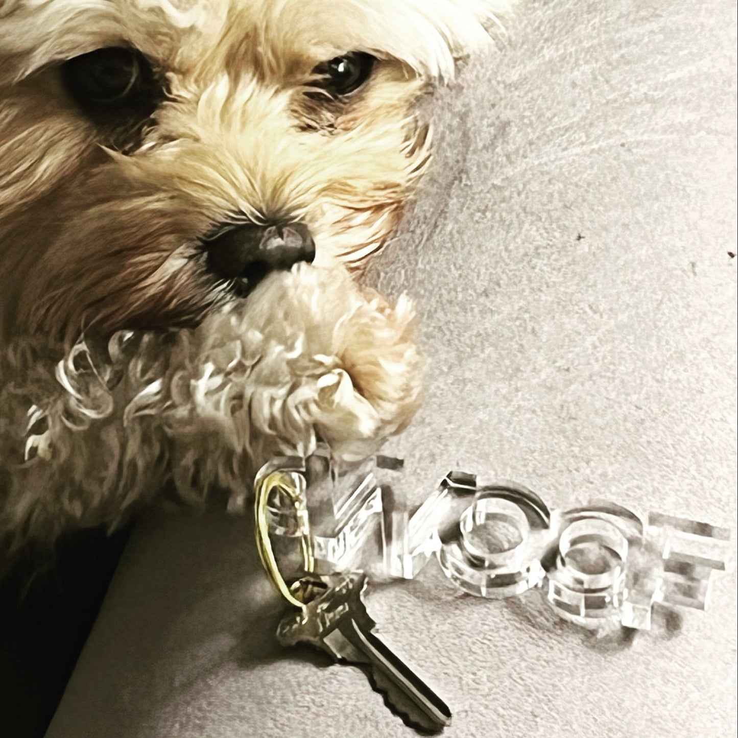 Woof Acrylic Keychain - Tara Wilson Designs